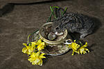 bunny_flowers6.jpg