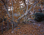 Click image for larger version. 

Name:	SycamoresOnGirdnerTrail-LF-14.jpg 
Views:	102 
Size:	157.4 KB 
ID:	70843