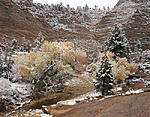 november snow and cottonwoods .jpg