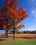 Click image for larger version. 

Name:	Fall In Washtenaw County - Low Rez.jpg 
Views:	65 
Size:	101.5 KB 
ID:	193407