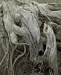 Click image for larger version. 

Name:	Driftwood, Monhegan copy.jpg 
Views:	248 
Size:	112.0 KB 
ID:	183939