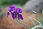 Click image for larger version. 

Name:	Purple bloom.jpg 
Views:	16 
Size:	30.8 KB 
ID:	222037