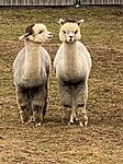 Click image for larger version. 

Name:	alpacas.jpg 
Views:	36 
Size:	91.8 KB 
ID:	237577