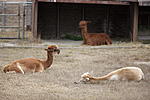 Click image for larger version. 

Name:	Alpaca afternoon, 8.21.2021.jpg 
Views:	31 
Size:	51.3 KB 
ID:	219013