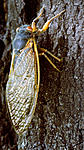Click image for larger version. 

Name:	17 year locust.jpg 
Views:	14 
Size:	113.5 KB 
ID:	217209