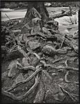 Merced_Oak_Roots_YNP.jpg