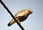 Click image for larger version. 

Name:	Red Shoulder Hawk.jpg 
Views:	21 
Size:	30.2 KB 
ID:	221764