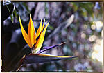 Click image for larger version. 

Name:	Bird of paradise, Kodak 64T-1.jpg 
Views:	126 
Size:	59.3 KB 
ID:	92228