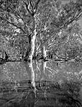 Click image for larger version. 

Name:	Flooded Red Gums (Coat's Swamp) web.jpg 
Views:	158 
Size:	110.0 KB 
ID:	164606