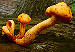 Click image for larger version. 

Name:	Mushroom.jpg 
Views:	58 
Size:	193.1 KB 
ID:	111706