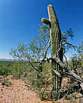 Click image for larger version. 

Name:	Tucson 3-8-22 #12.jpg 
Views:	34 
Size:	133.9 KB 
ID:	229282
