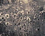 Click image for larger version. 

Name:	Daisies, 2nd pass.jpg 
Views:	88 
Size:	84.6 KB 
ID:	179166