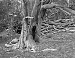 Click image for larger version. 

Name:	Knarled Limber Pines.jpg 
Views:	26 
Size:	228.7 KB 
ID:	215807