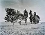 Click image for larger version. 

Name:	Poplars - Early Summer.jpg 
Views:	73 
Size:	100.9 KB 
ID:	227841