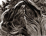 Click image for larger version. 

Name:	Mt Evans Bristlecone Snag.jpg 
Views:	58 
Size:	108.7 KB 
ID:	217967