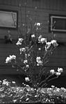 Click image for larger version. 

Name:	B&W flower-1.jpg 
Views:	26 
Size:	57.8 KB 
ID:	226315