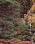 Click image for larger version. 

Name:	Beinn Eighe Waterfall.jpg 
Views:	127 
Size:	179.2 KB 
ID:	185267