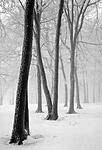 snowy trees brigham county park #2  b&w.jpg