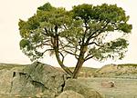 Click image for larger version. 

Name:	The Joufla's Tree, Jouflas Sheep Ranch, Walcott, Colorado.jpg 
Views:	129 
Size:	53.1 KB 
ID:	108331