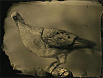 Click image for larger version. 

Name:	P Pigeon CU A .jpg 
Views:	120 
Size:	36.9 KB 
ID:	105982