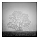 Click image for larger version. 

Name:	Tree In Fog.jpg 
Views:	149 
Size:	40.9 KB 
ID:	158408