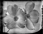 Click image for larger version. 

Name:	dogwood new55 copy.jpg 
Views:	98 
Size:	40.5 KB 
ID:	150356