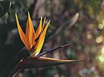 Click image for larger version. 

Name:	Bird of paradise Agfachrome.jpg 
Views:	14 
Size:	32.9 KB 
ID:	232486