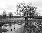Click image for larger version. 

Name:	Toyo45-137-Fomapan200_stitch-1280.jpg 
Views:	67 
Size:	90.4 KB 
ID:	234805