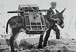Click image for larger version. 

Name:	photographer-pack-mule-William-Henry-Jackson-400x275.jpg 
Views:	60 
Size:	33.8 KB 
ID:	182984