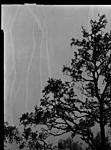 Click image for larger version. 

Name:	streaks negative crop contrast.jpg 
Views:	67 
Size:	67.6 KB 
ID:	220133