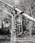 Click image for larger version. 

Name:	Dead Tree at Lower Green River Lake, Wind River Range, Wyoming_201408xx_0001.jpg 
Views:	83 
Size:	101.2 KB 
ID:	124128