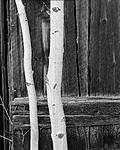 Click image for larger version. 

Name:	Birch Trees and Barn.jpg 
Views:	46 
Size:	85.2 KB 
ID:	228880