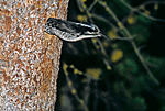 Click image for larger version. 

Name:	Woodpecker.jpg 
Views:	79 
Size:	143.6 KB 
ID:	216555