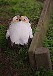 Click image for larger version. 

Name:	Owl down.jpg 
Views:	19 
Size:	43.3 KB 
ID:	222043