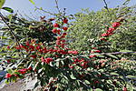 Click image for larger version. 

Name:	Red Berries.jpg 
Views:	28 
Size:	133.0 KB 
ID:	222557