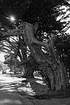 Click image for larger version. 

Name:	Old tree.jpg 
Views:	28 
Size:	79.2 KB 
ID:	222558