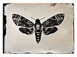 Click image for larger version. 

Name:	DeathMoth1 1_RT.jpg 
Views:	94 
Size:	52.9 KB 
ID:	178034