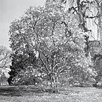 Arboretum April Tree w white.jpg