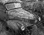 car in weeds 2.jpg