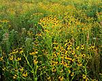 Click image for larger version. 

Name:	MCCP West NJ Coneflowers 4x5_00001RPF4521DS_02.jpg 
Views:	74 
Size:	162.4 KB 
ID:	210798