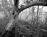 Click image for larger version. 

Name:	Snowgum Woodland.jpg 
Views:	63 
Size:	113.1 KB 
ID:	184865