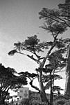 Click image for larger version. 

Name:	Pacific Grove-2.jpg 
Views:	44 
Size:	69.1 KB 
ID:	232817