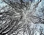 Click image for larger version. 

Name:	Tree Canopy - Chipping Camden - Jan 2022.jpg 
Views:	20 
Size:	199.4 KB 
ID:	227840