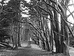 Click image for larger version. 

Name:	Moss Beach tree tunnel.jpg 
Views:	9 
Size:	113.4 KB 
ID:	193634
