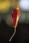 Click image for larger version. 

Name:	Leaf of Damocles.jpg 
Views:	32 
Size:	27.1 KB 
ID:	213502