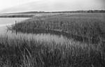 Click image for larger version. 

Name:	13086-Tideal Grass on Hobcaw-711 Kodak-810 Radar-HP5 copy.jpg 
Views:	120 
Size:	182.6 KB 
ID:	113071