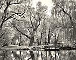 Click image for larger version. 

Name:	Arboretum Pond 2-Edit.jpg 
Views:	147 
Size:	140.7 KB 
ID:	242838