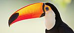 Click image for larger version. 

Name:	toucans.jpg 
Views:	8 
Size:	19.8 KB 
ID:	185415