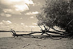 Fallen Tree 2-PS.jpg
