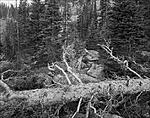 Click image for larger version. 

Name:	steves_trail_bw_002a.jpg 
Views:	105 
Size:	193.4 KB 
ID:	197078
